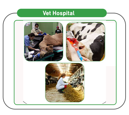 Vet Hospital Services